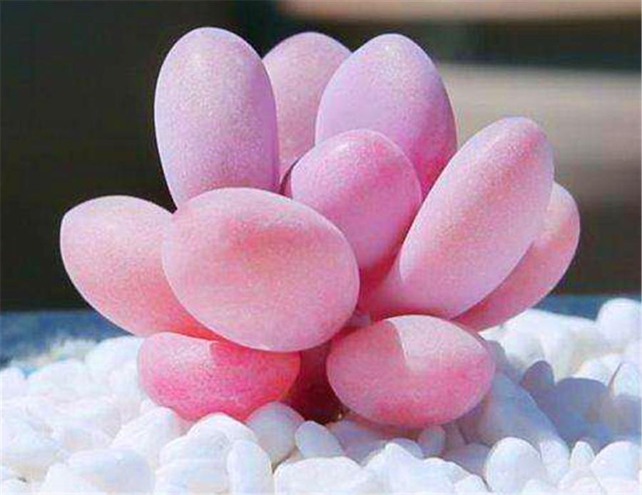 桃蛋叶片黑腐的原因是什么,桃蛋叶片化水怎么处理