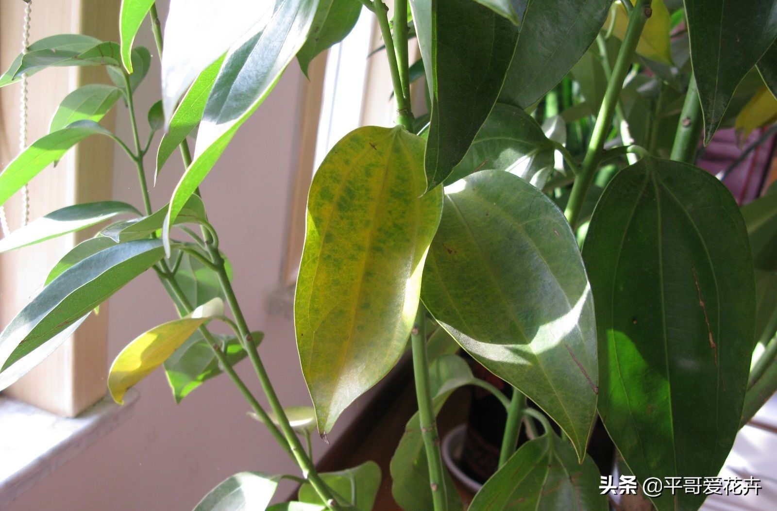 平安树叶子发干发黄怎么回事,平安树叶子一直发黄什么原因