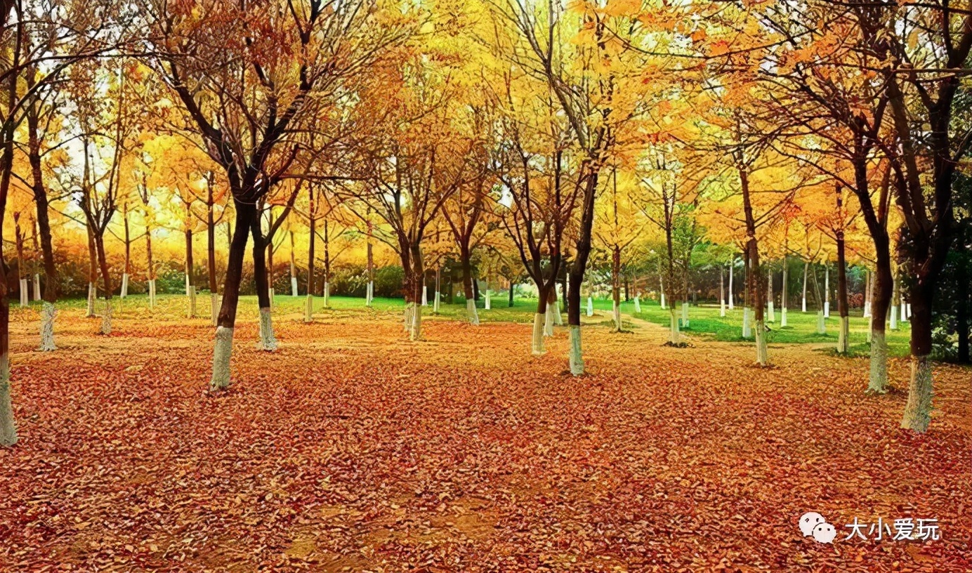北京红螺寺银杏最佳观赏时间,北京赏银杏景区有哪些