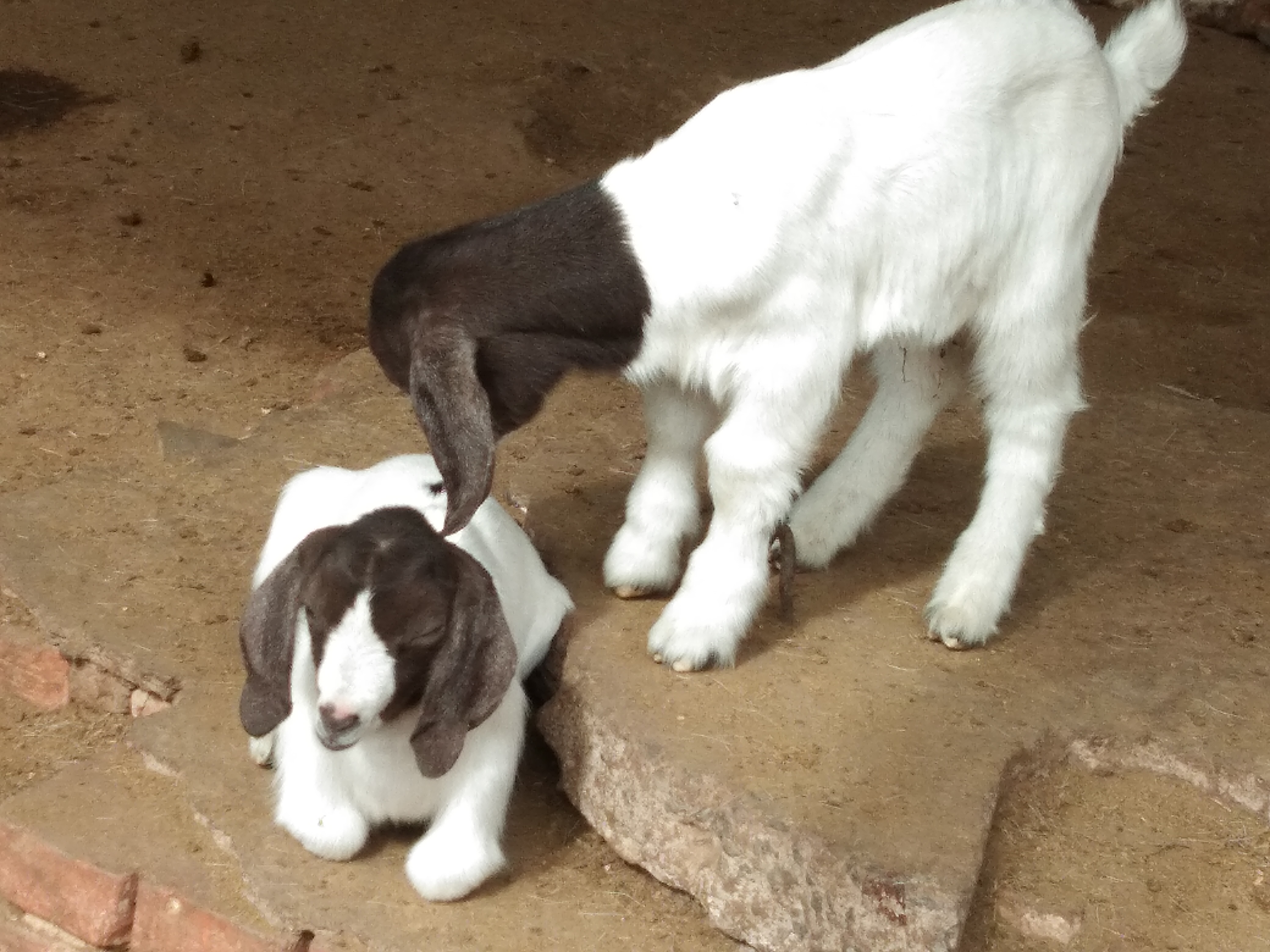 羊羔瘫软的原因及治疗方法,羊羔呼吸急促死亡什么原因