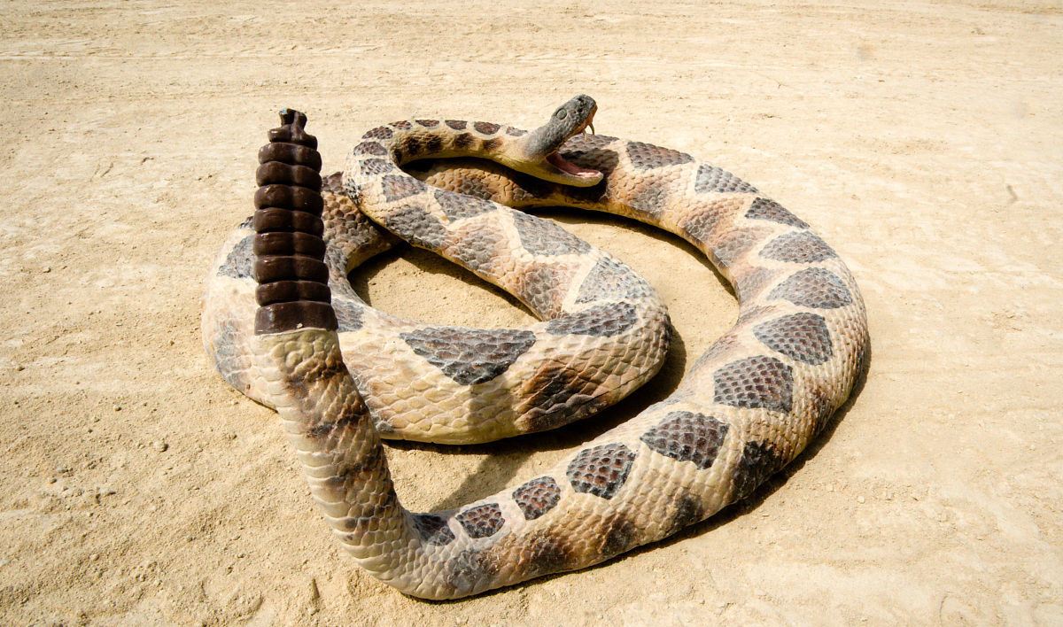 精灵宝可梦隐藏特性大全,精灵宝可梦寒冰小磁怪