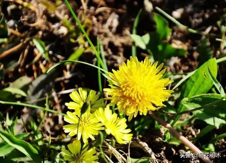 小满至，苦菜长，农家野菜名天香