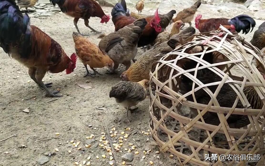 鸡老是被老鹰叼走有什么办法,山里散养鸡怎么预防黄鼠狼和老鹰