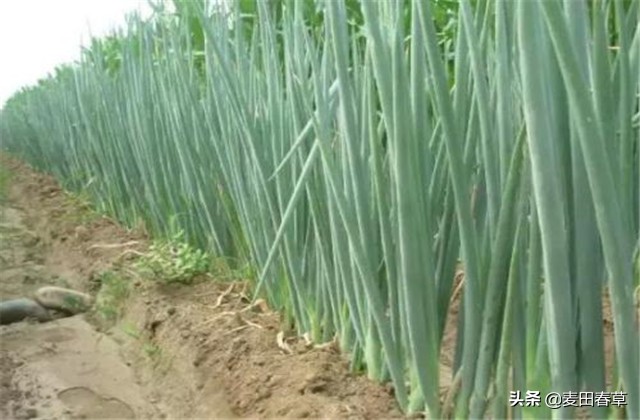 大葱春季地膜育苗方法和技术,春种玉米种植技术