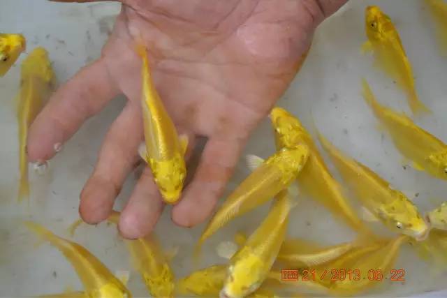 湖南最好的锦鲤养殖基地,湘潭锦鲤养殖