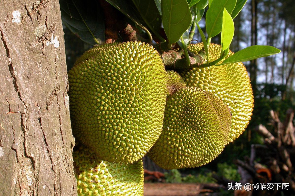 买菠萝蜜挑选中间还是头上,菠萝蜜整个买合适还是买肉合适