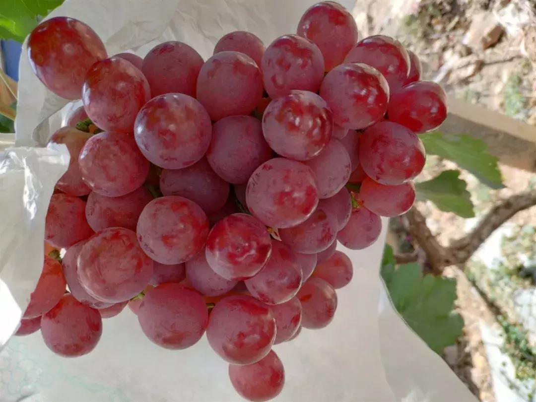 葡萄的转色病该如何防治,夏黑葡萄转色最佳方法