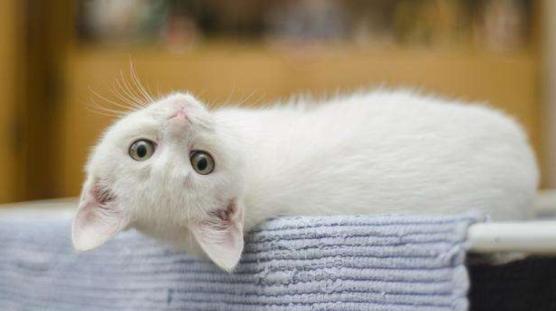 幼猫牙龈发红是什么病,幼猫食欲不振吐绿色液体