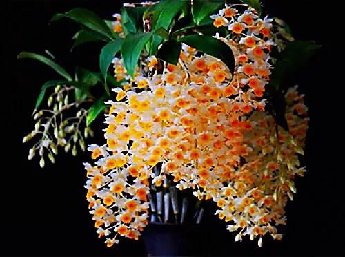 球花石斛珍稀图片,石斛球花品种大全