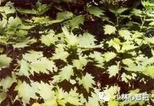 动物中药功效大全,中药药材大全及功效