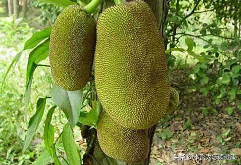 大树菠萝蜜怎么样才能吃,菠萝蜜超级巨无霸大果