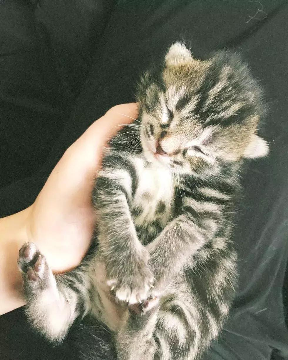 可怜的猫咪被一个小孩救了一命,可怜猫咪被冻死