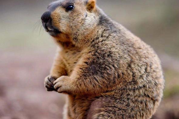 土拨鼠为什么对人类友善,土拨鼠被主人嫌弃