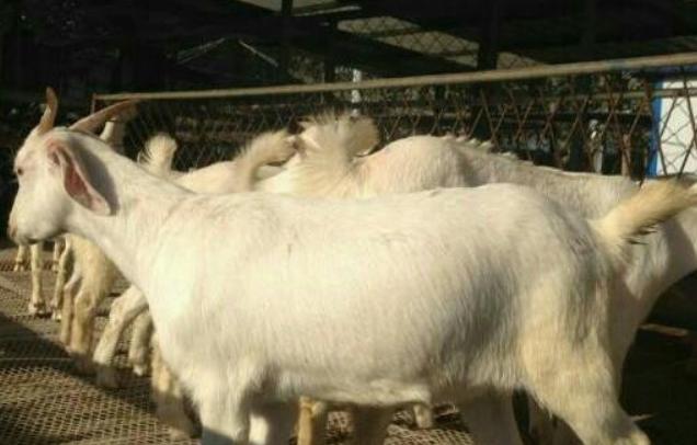 羊不消化用什么药,羊胀气消化不良怎么办