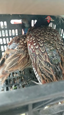 七彩山鸡冠长痘,鸡痘什么原因引起的