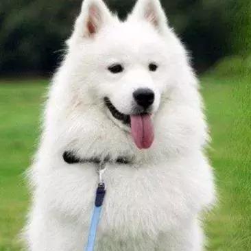 金毛哈士奇萨摩阿拉斯加,哈士奇阿拉斯加萨摩拉雪橇视频