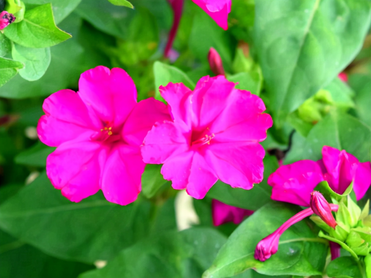 种什么盆栽好看又香,种什么盆栽开花香的