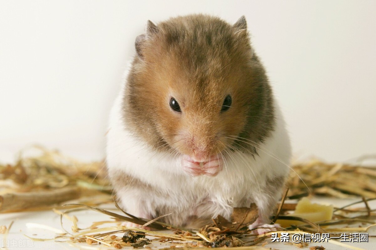 女生养的四种萌宠,最适合女生养的小型萌宠