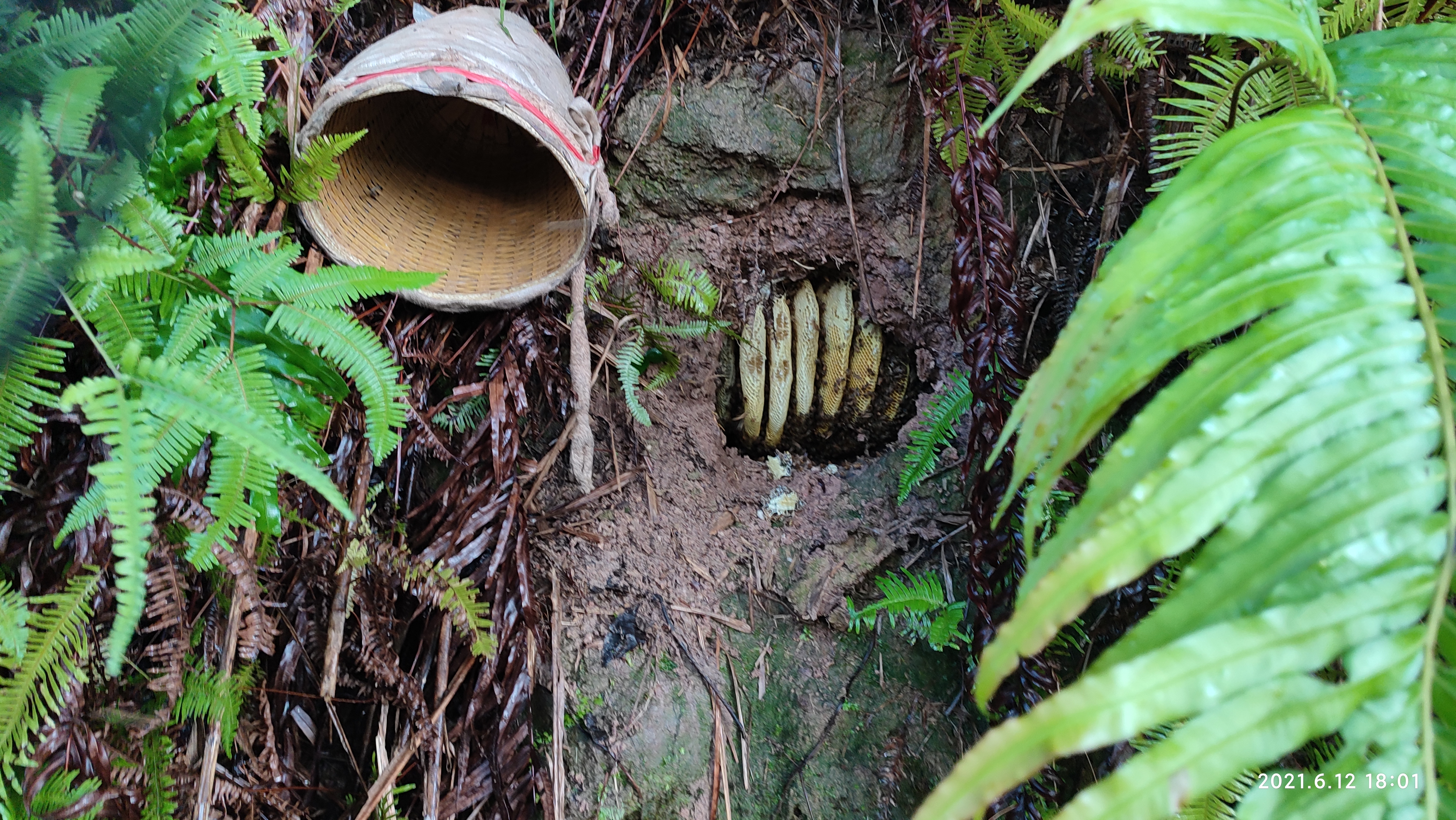 捕捉野外蜜蜂壮大蜂群,野外收捕的蜂群怎么养蜜蜂