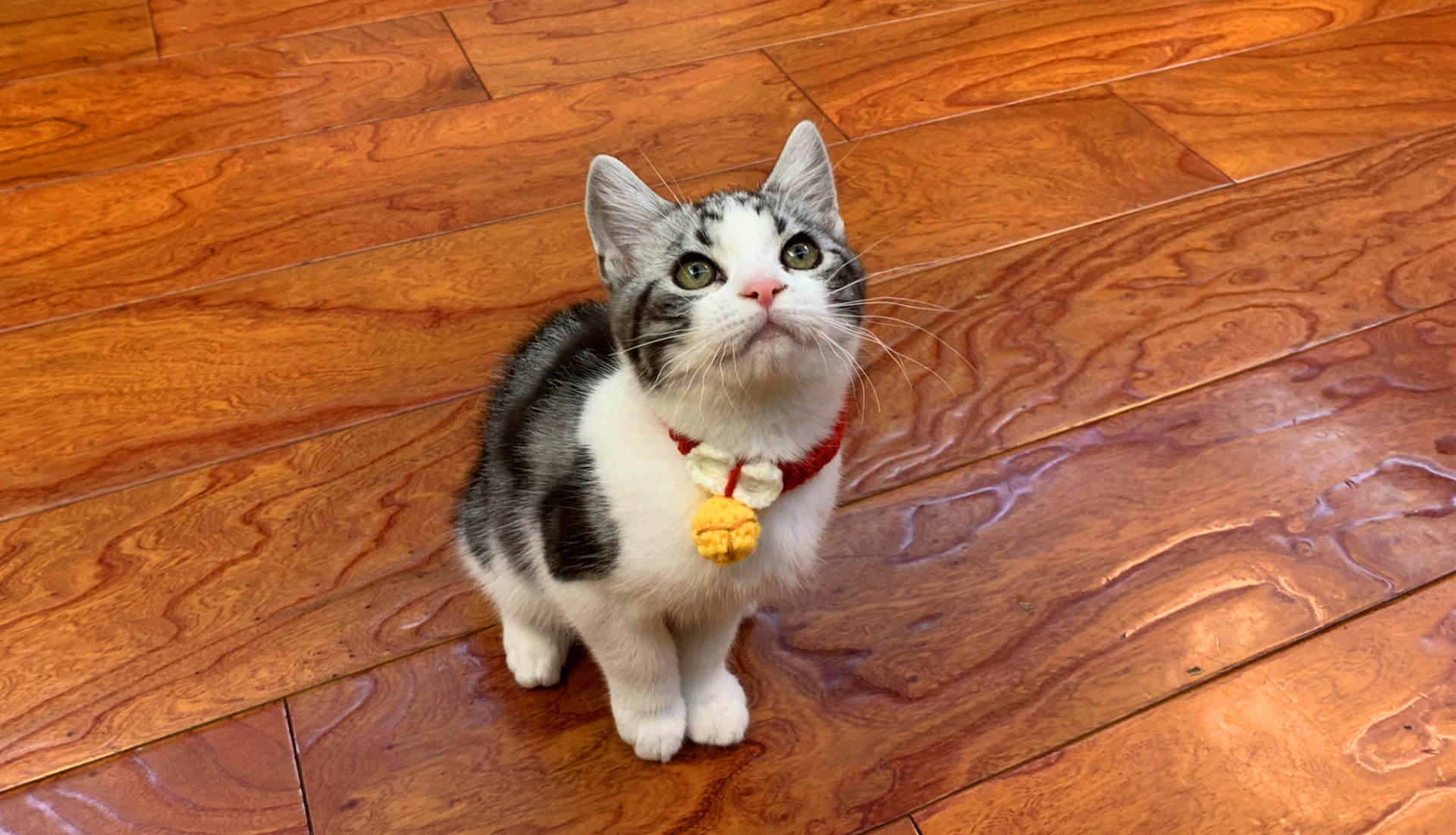 铲屎官秘密*器武**--带主动刀片切割毛发的顺造Z15Pro评测