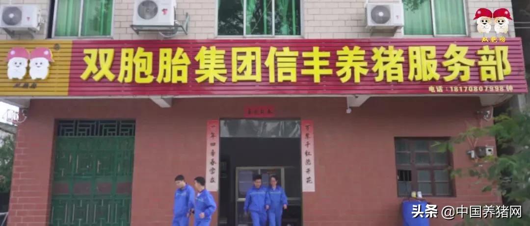 双胞胎公司代养猪利润有多少,与双胞胎合作养猪1000头利润