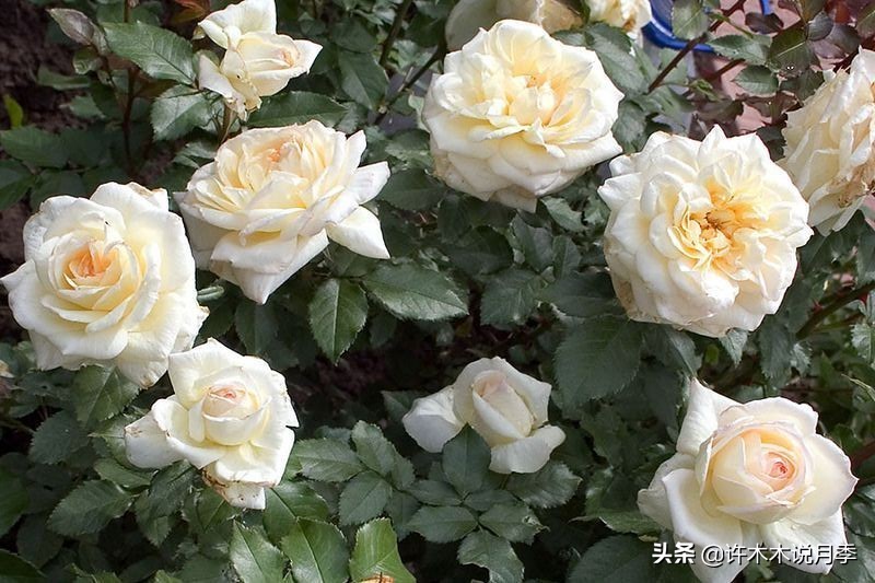 月季叶子枯萎怎么修剪,月季灰霉