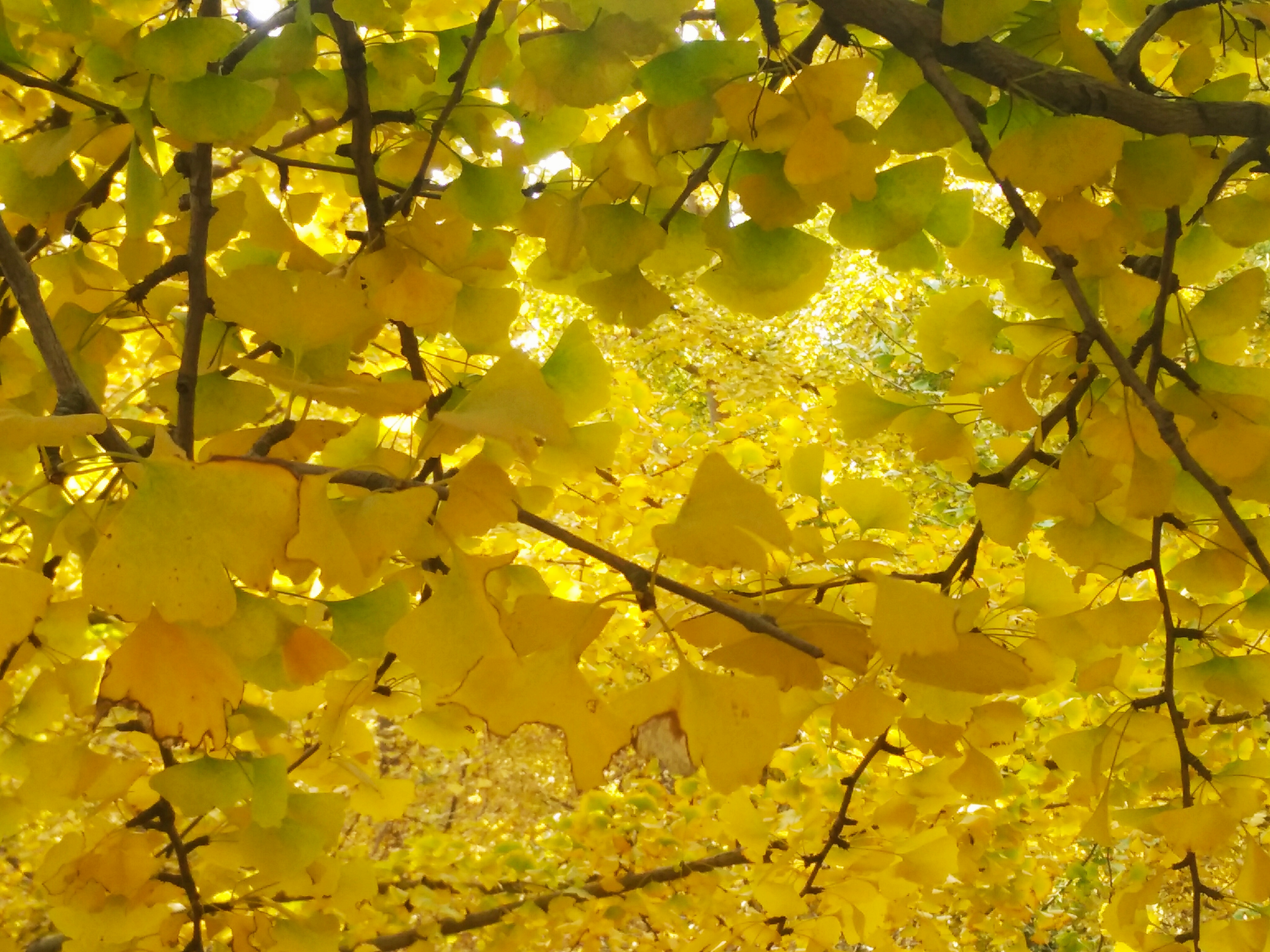 挺拔的银杏树,树型漂亮的银杏树