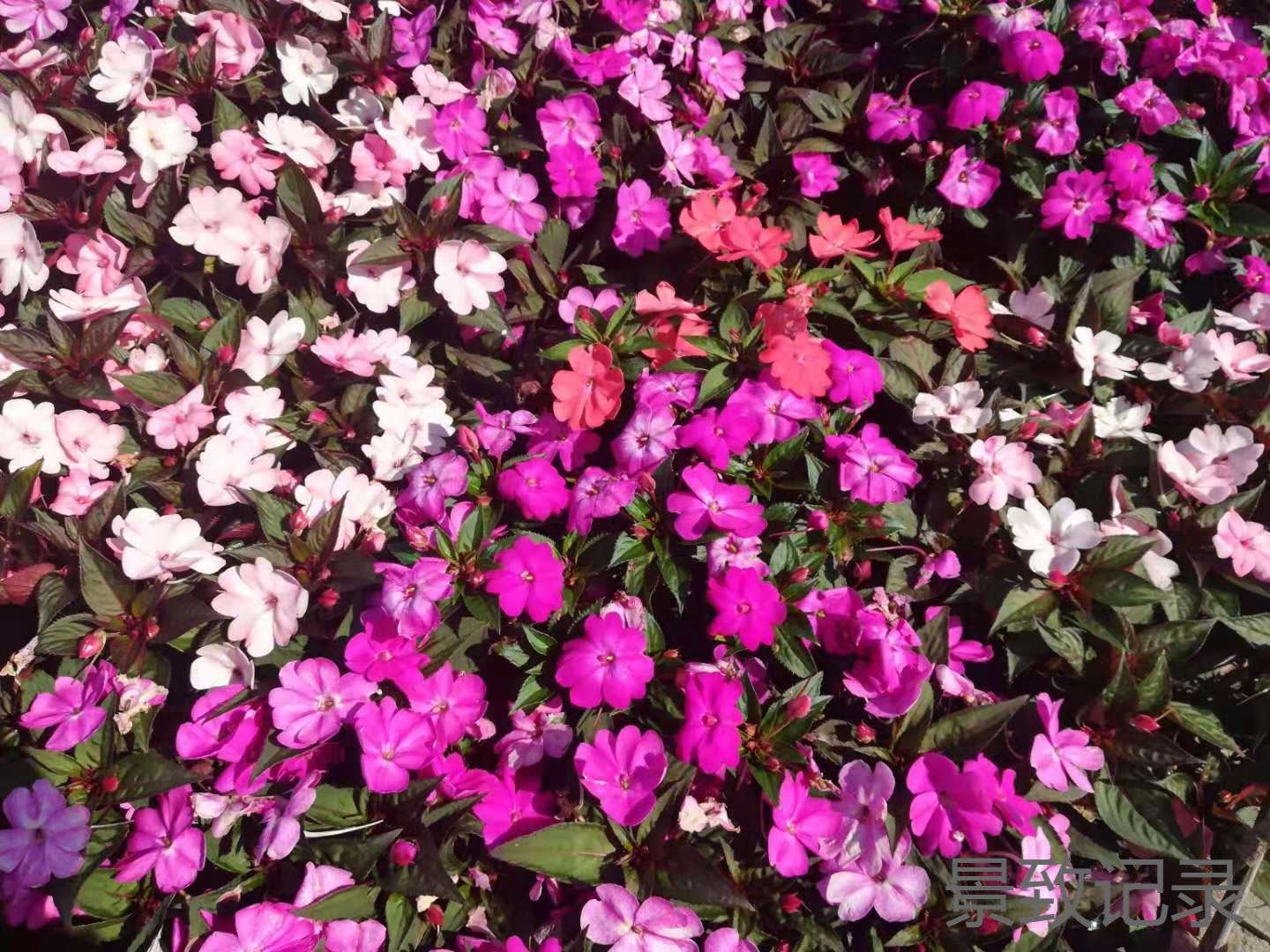 美丽的重庆南山植物园游玩记录,大足南山植物园有哪些植物