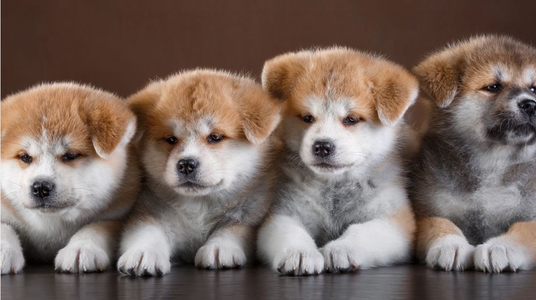 一个月大的小狗狗怎么照顾,哺乳期狗妈妈和仔犬怎么护理