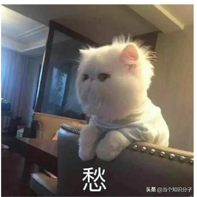 关于猫咪的冷知识,你不知道的猫咪冷知识