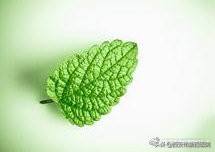 薄荷的9大顶级妙用,夏季薄荷的养殖方法