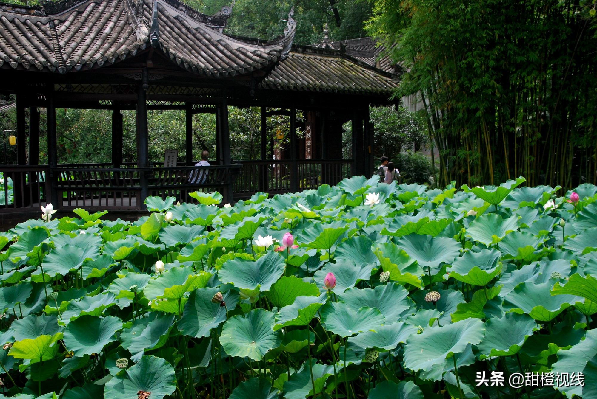 四川眉山的三苏祠,眉山三苏祠有什么故事