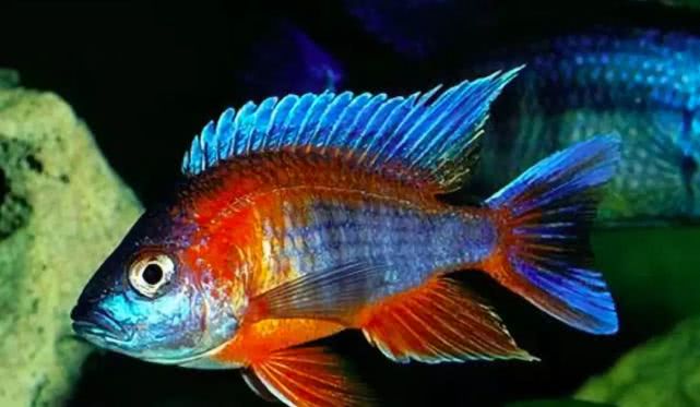 闈炴床鎱堥卜浠嬬粛,闈炴床鎱堥卜