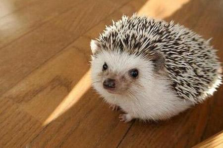 浑身是刺的小刺猬,浑身都是刺的刺猬