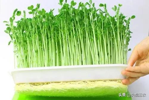 不用土就能发芽的种子,怎样自学无土种植芽苗菜