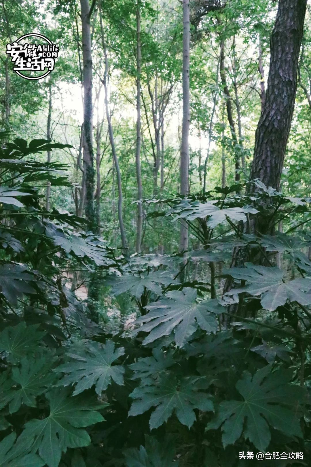 大蜀山,大蜀山的爱情