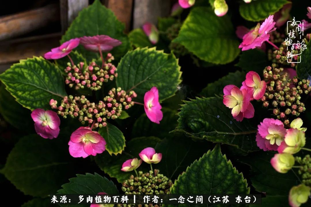 遇见花开蓝莓糖,遇见花开蔬菜沙拉酱