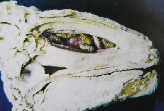 牛羊体外驱虫高效快速好方法,牛羊怎么驱虫才有效