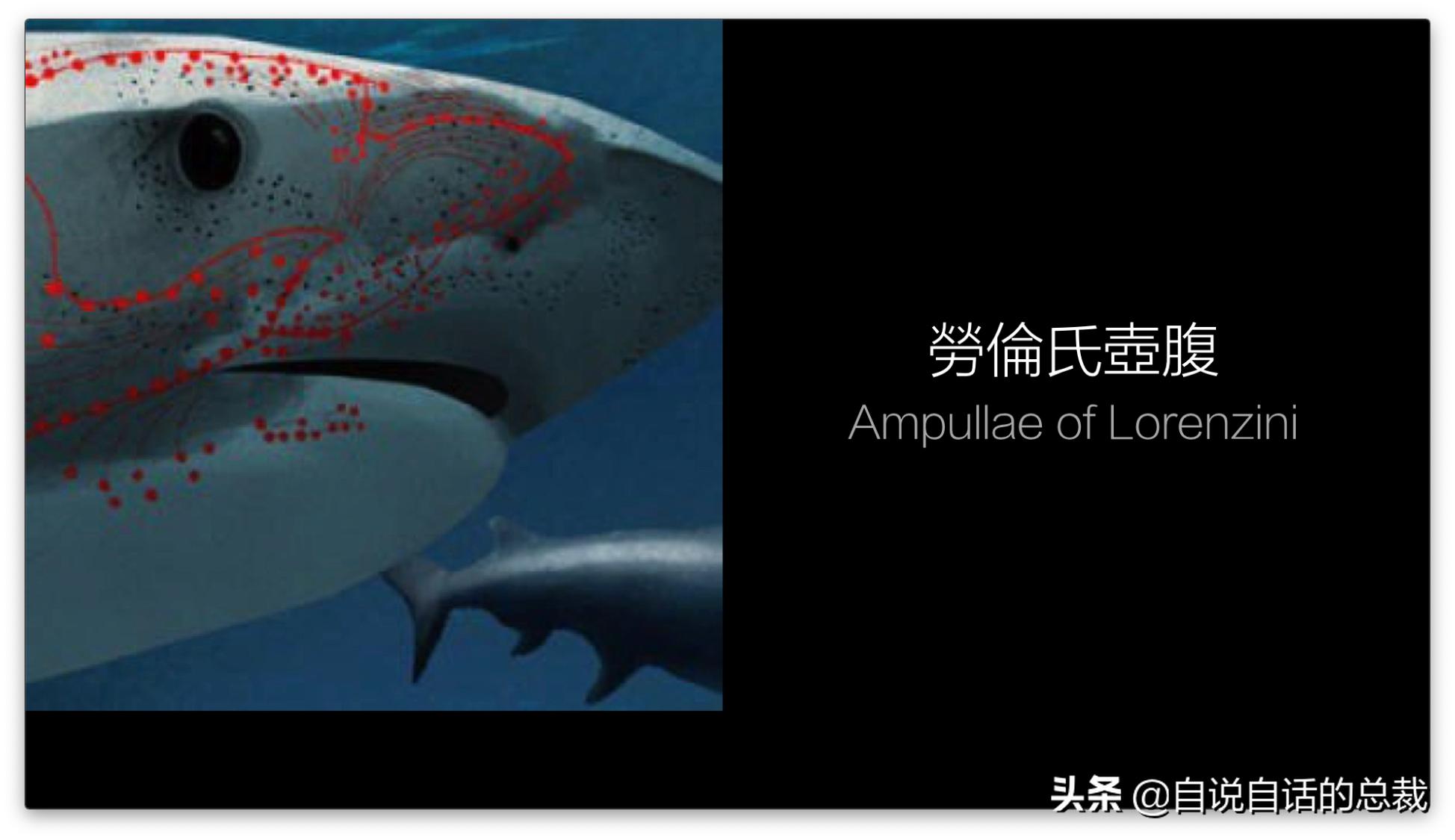 美国探测深海潜艇失踪事件,美国海神号发现了什么