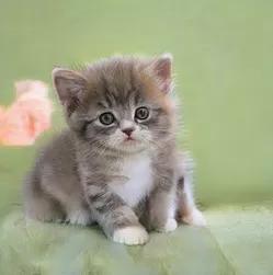 画漫画书用什么软件,画漫画写文