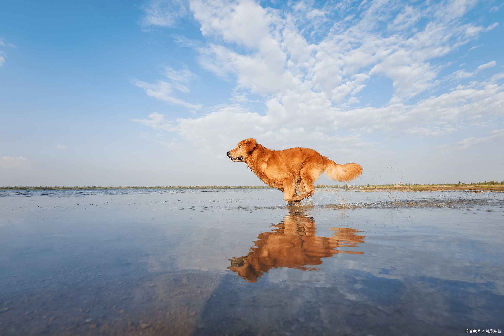 金毛适合怎么样的人养,金毛怎样才是纯种金毛