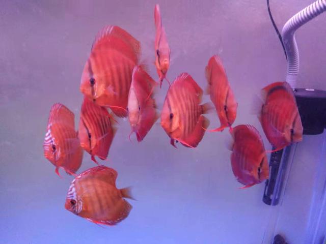 鱼缸水的表面总有一层泡沫,斗鱼鱼缸水面上有泡沫油膜