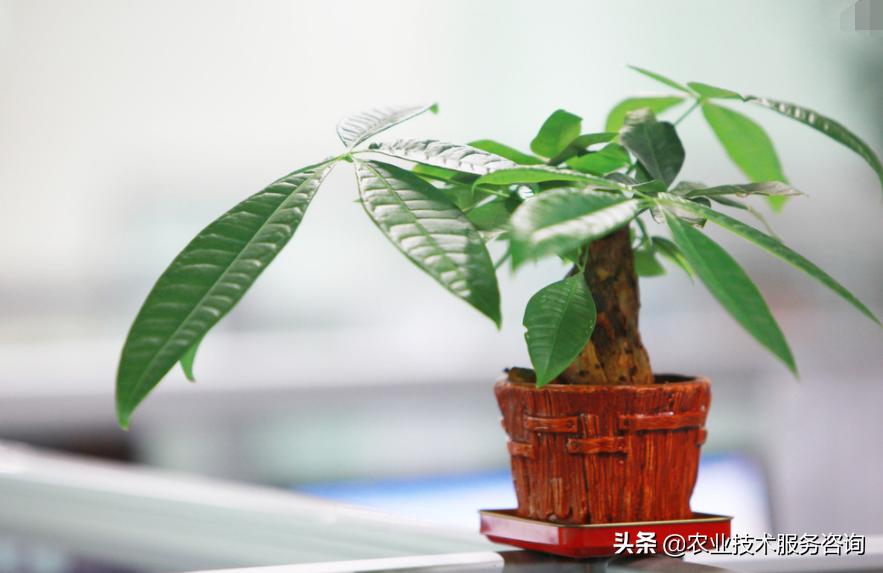 发财树叶片发黄卷曲怎么回事,发财树叶片发黄是怎么回事