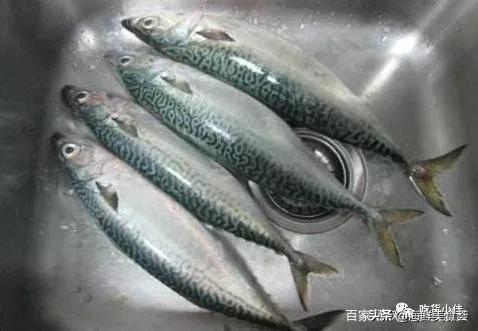 繁殖最快的海鱼 (最难人工繁殖的海鱼)