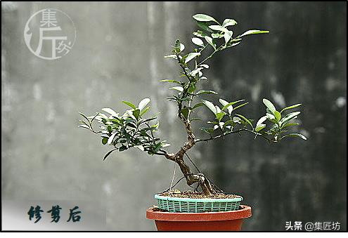 大树型金豆盆景怎么造型,金豆无根老桩栽培技巧