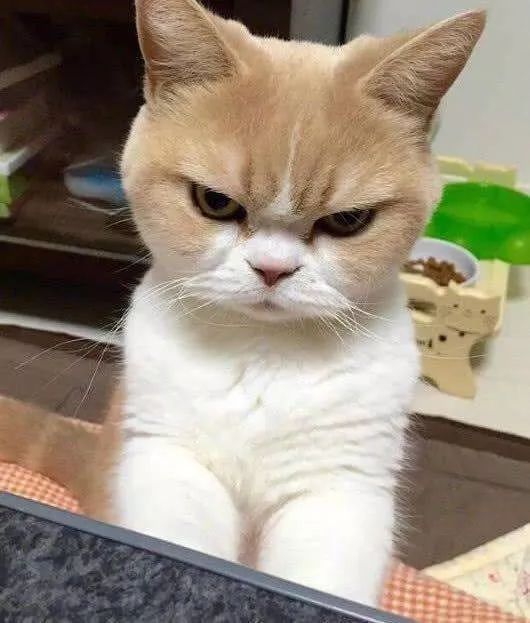 猫咪突然睡在猫砂盆里是什么情况,猫咪突然不在猫砂里尿了怎么回事