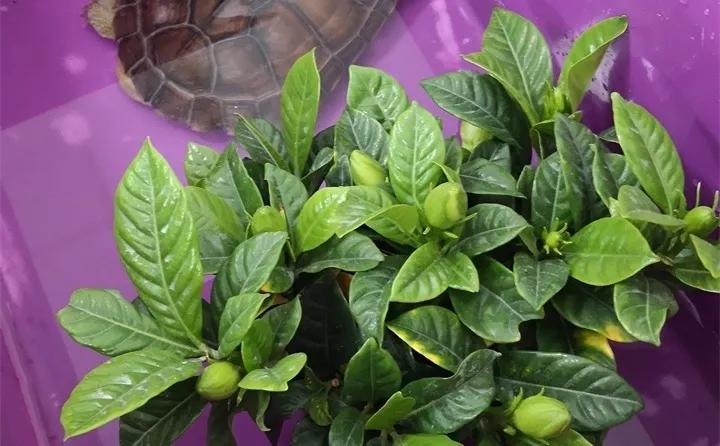 刚到家的花很好没多久就黄叶,买回来的花很快就蔫的原因