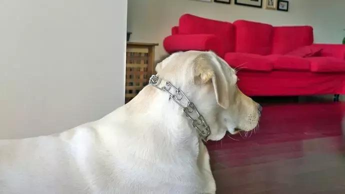 主人挑选牵引绳时出纰漏，萨摩耶出门后挣脱，注意三个正确方法！