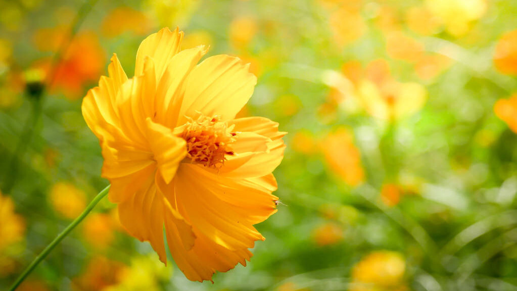 令公桃李满天下，何用堂前更种花。读古诗词，致敬辛苦的园丁