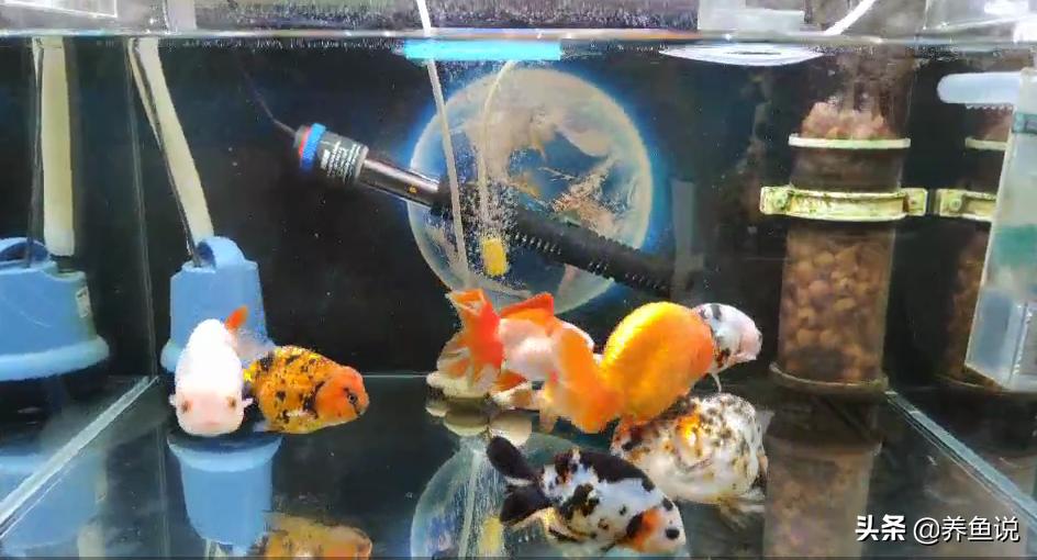 打造大型空气鱼缸,打造空气鱼缸三步走